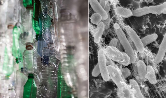 Jó hír: van egy mikroba, amely képes felvenni a legnehezebben újrahasznosítható műanyagokat 