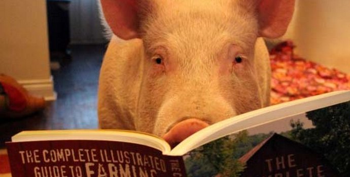 Szeretne okos háziállatot szerezni? Szerezz malacot!