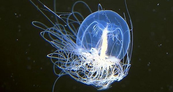 Túlélhetõségük irigyelt lehet.