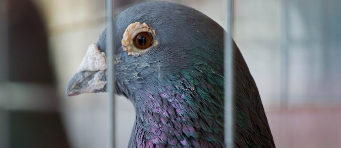 Az indiai rendőrség kém galambot tartóztatott le