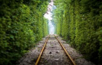 India két milliárd fát tervez ültetni fiatal munkanélküliek munkája felhasználásával