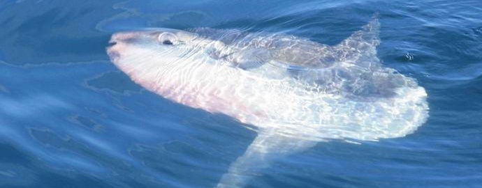 Az indonéz horgászok óriási holdhalat halásztak