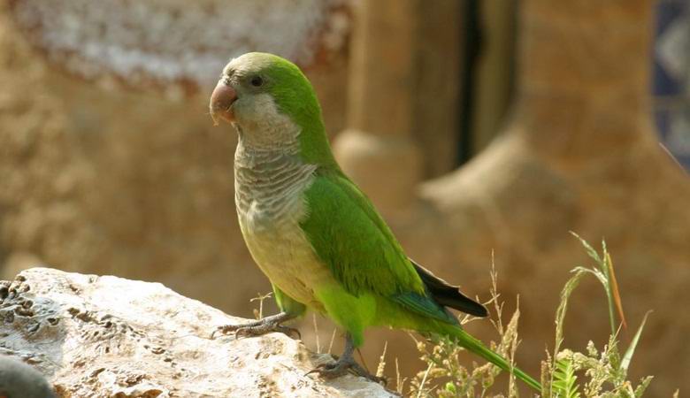 A spanyol fővárosban kártevő papagájok voltak elárasztva