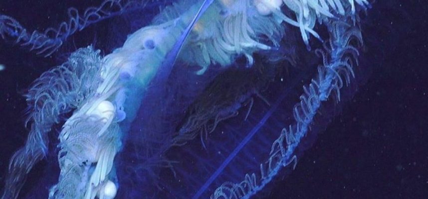 A kutatókat sokkolta egy hatalmas lény Ausztrália partjainál 