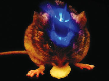 Az egér agyának bizonyos részének lézeres besugárzása megfosztotta a rágcsálót az étvágytól.