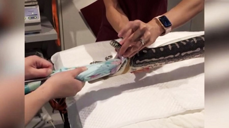 Egy nagy tengerparti törülközőt húztak ki a pythonból.