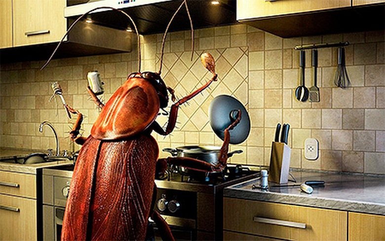 Könnyű és egyszerű megszabadulni a csótányoktól.