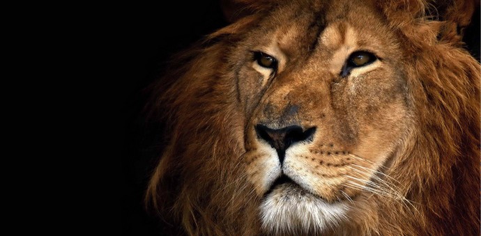 Az oroszlán gúnyolódása leállt