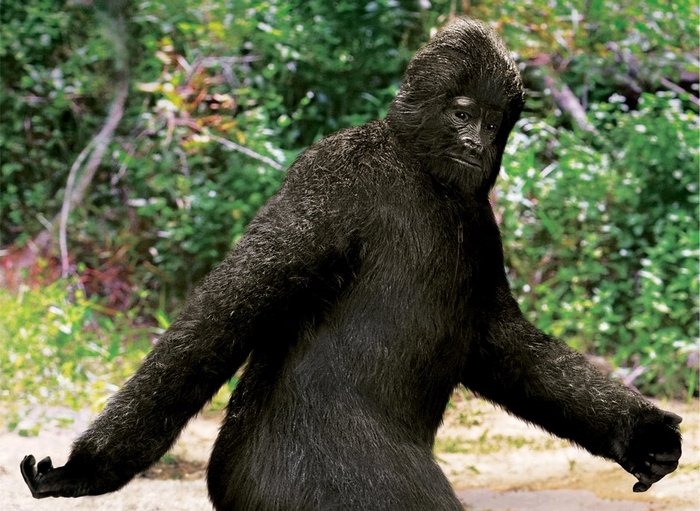 Este már kutyákat forgatnak?