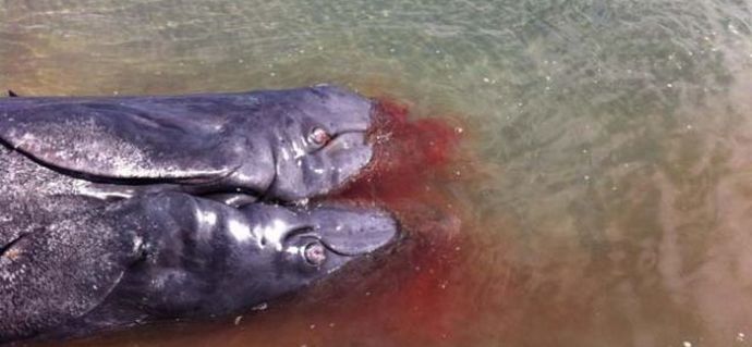 Kétfejű bálna szögezve Kalifornia partjára