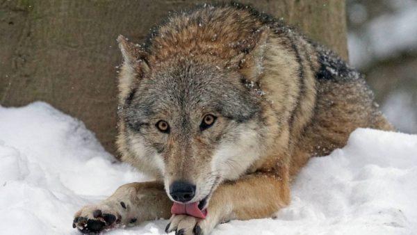 Megsebzett vadállatok 