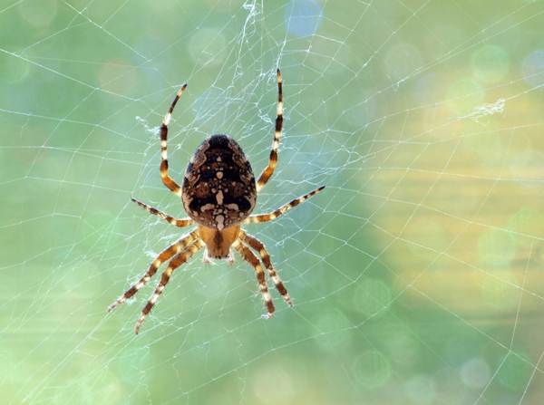 lásd egy pók előjelét lásd egy pók előjelét