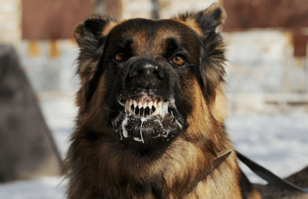 Miért álmodik egy őrült kutya? 