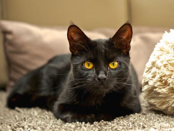 Miért álmodik egy fekete macska?  