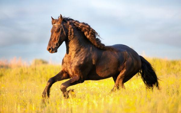 miről álmodik a ló 