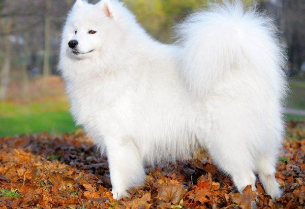 Álomértelmezés fehér kutya 