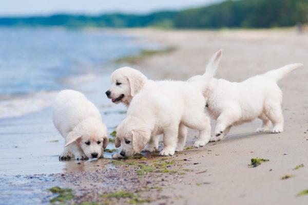 Fehér kölyökkutyák 