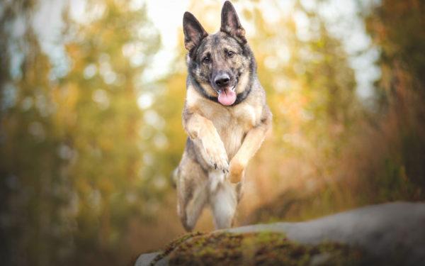 álomkönyv kutyapásztor álomkönyv kutyapásztor