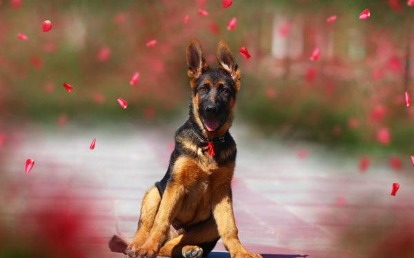 pásztorkutyáról álmodott pásztorkutyáról álmodott