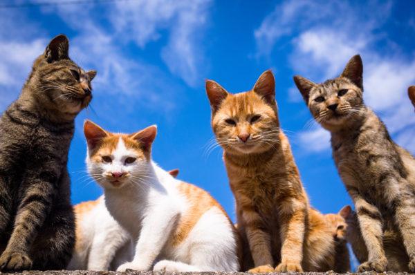 Miért álmodik sok macska? 