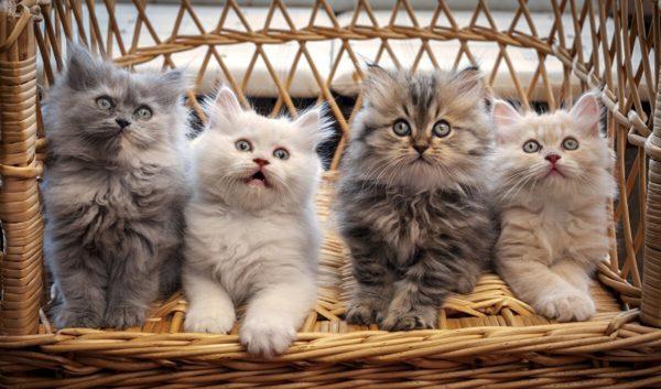 Miért álmodott sok macska? 