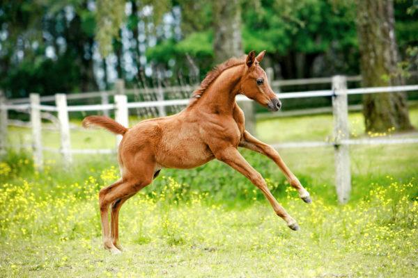 Miért álmodik a csikó? 