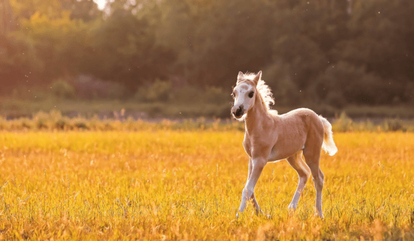 Csikó képe egy álomban 