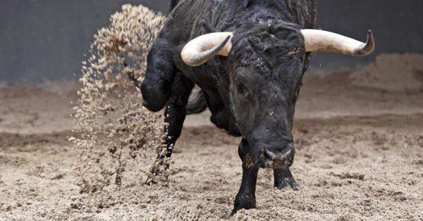 Miért álmodik egy dühös bika? 