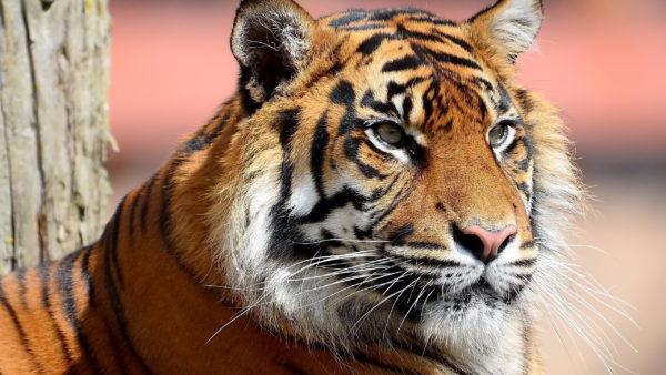 Miért álmodik a tigris? 