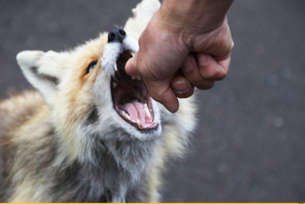 Miért álmodni egy rókacsípést Miért álmodni egy rókacsípést