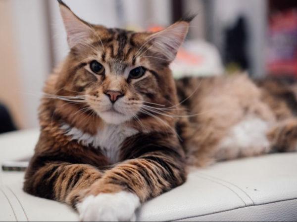 Miért álmodik a nagy macska?  