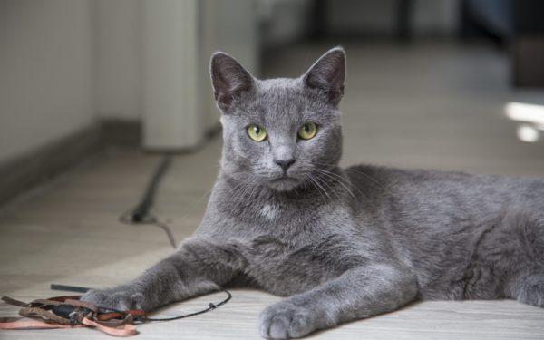 Miért álmodik a szürke macska? 