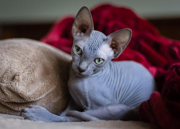 Sphynx macska 