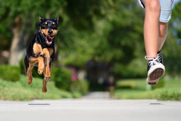 Miért álmodik arról, hogy elmenekül egy kutya elől 