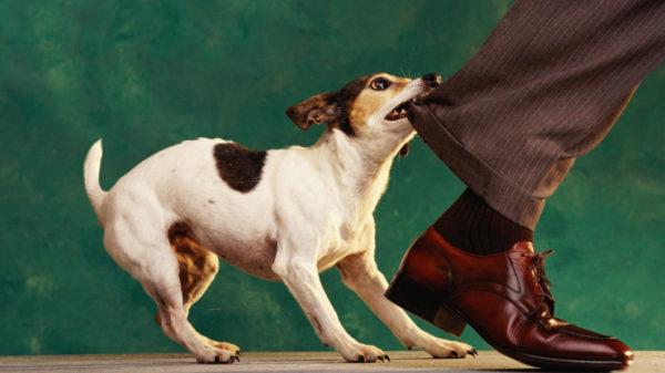 A kutya harapja a lábát 