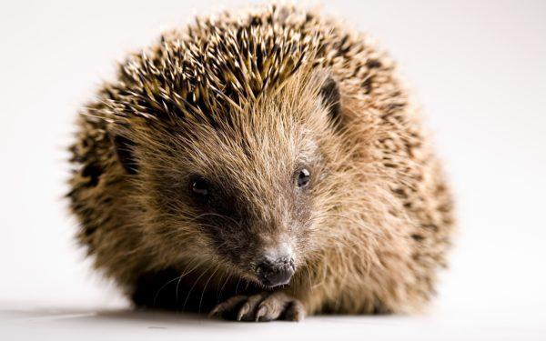 Miért álmodozik a sündisznó 