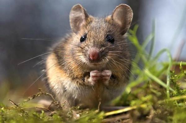 annak jelei, hogy milyen egerek jelennek meg a házban 