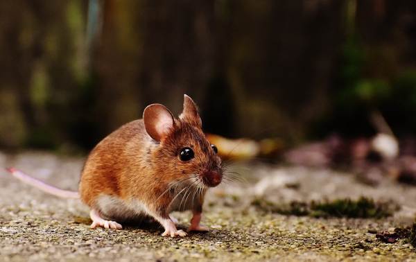 egér jele a lakásban 