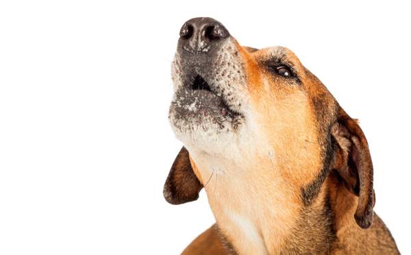 miért üvölt a kutya 