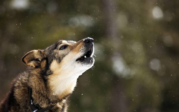 miért üvölt a kutya az udvaron 