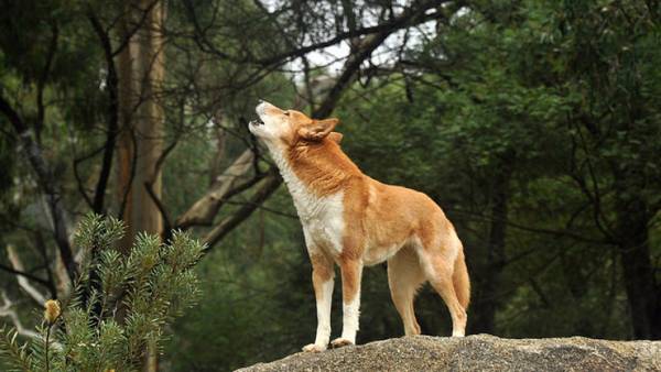 kutya üvöltve mi ez 