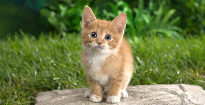 Hogyan fizetnek az ausztrál macskák