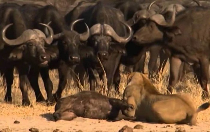 Az állatokról szóló videó átadásaként akciódús thrillert készített neki.