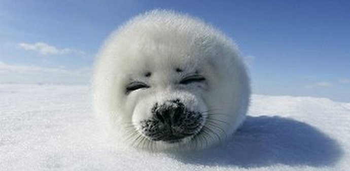 Hogyan mentjük meg a kis grönlandi fókát