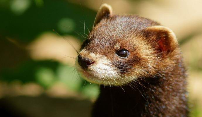 Hogyan a görény letiltotta az ütközőt