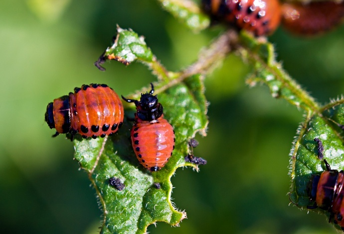 Hogyan lehet megszabadulni a Colorado burgonyabogarak népi gyógyszereitől. Hatékony módszer