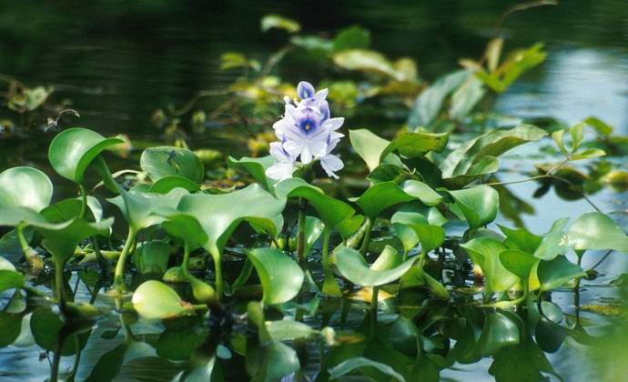 Hogyan egy háziasszony gondatlan tette óriási károkat okozott az amerikai ökoszisztéma számára