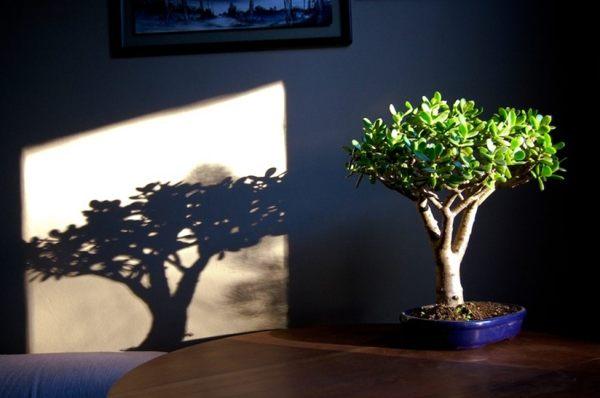 hogyan lehet pénzfát ültetni a pénz vonzására 