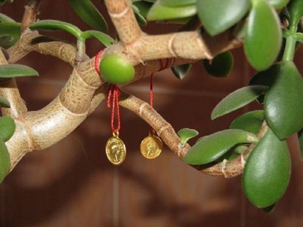 pénzfa ültetése a Feng Shui szerint 