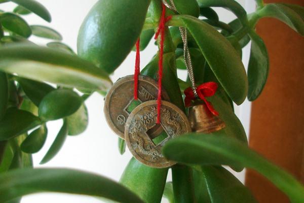 Feng Shui pénzfa transzplantáció 